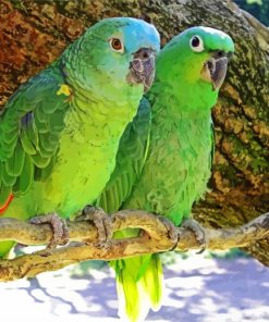 Couple Amazon Parrot paint by numbers