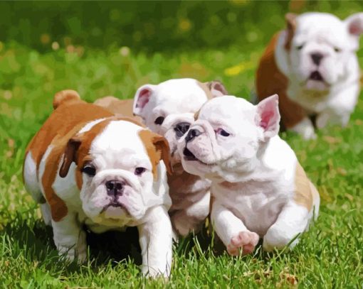 Cute English Bulldog Puppies paint by numbers