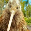 Cute Kiwi Bird paint by numbers