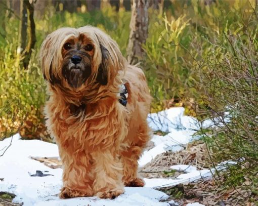 Cute Tibetan Terrier Puppy paint by numbers