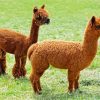 Cute Brown Llamas paint by numbers