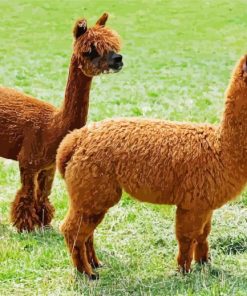 Cute Brown Llamas paint by numbers