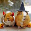 Cute Little Hamsters Dressed for Halloween paint by numbers