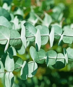 Eucalyptus Young Leaves paint by numbers