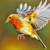 Flying Robin Bird paint by numbers