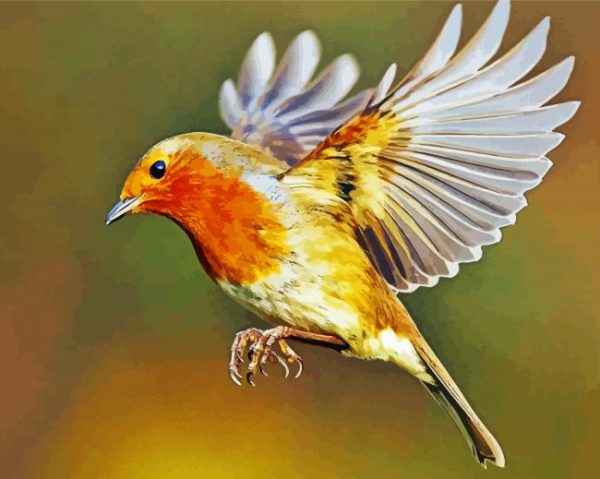 Flying Robin Bird paint by numbers