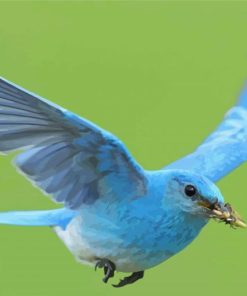 Flying Mountain Bluebird paint by numbers