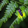 Glowing Fireflies paint by numbers