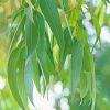 Green Eucalyptus Leaves paint by numbers