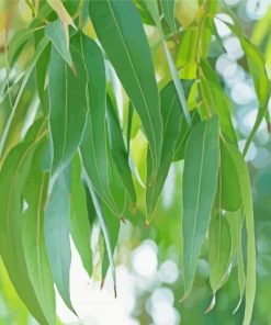 Green Eucalyptus Leaves paint by numbers