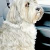 Grey Tibetan Terrier Dog paint by numbers