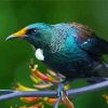 Honeyeater Tui on Branch paint by numbers