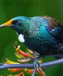 Honeyeater Tui on Branch paint by numbers