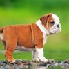 Little Brown English Bulldog Puppy paint by numbers