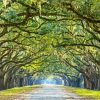 Lowcountry Trees paint by numbers