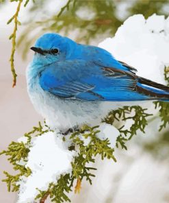 Mountain Bluebird in Snow paint by numbers