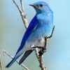 Mountain Bluebird on Stick paint by numbers