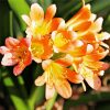 Orange Freesia paint by numbers