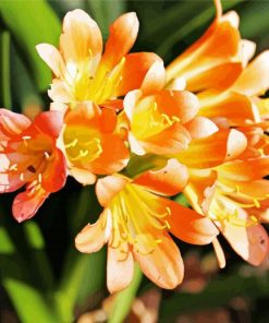 Orange Freesia paint by numbers