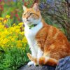 Orange Cat in Garden paint by numbers