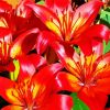 Orange Red Bright Lilies paint by numbers