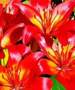 Orange Red Bright Lilies paint by numbers