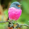 Pink Robin Birds paint by numbers