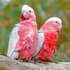 Pink Couple Cockatoos paint by numbers