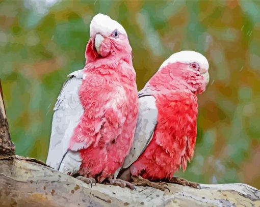 Pink Couple Cockatoos paint by numbers