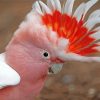 Pink Head Cockatoo Bird paint by numbers