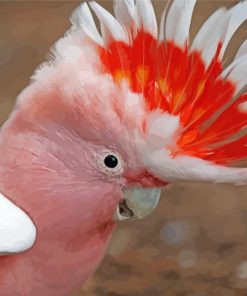 Pink Head Cockatoo Bird paint by numbers