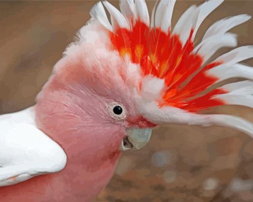 Pink Head Cockatoo Bird paint by numbers