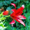 Pink Lily Bright Flower paint by numbers