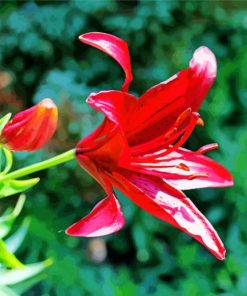 Pink Lily Bright Flower paint by numbers