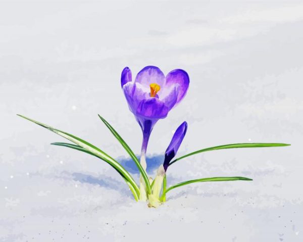 Purple Snow Flowers paint by numbers