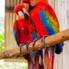 Red Amazon Parrots Birds paint by numbers