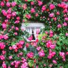 Roses Cottage Window Flowers paint by numbers