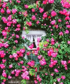 Roses Cottage Window Flowers paint by numbers