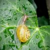 Snail Ivy Leaf paint by numbers