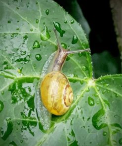 Snail Ivy Leaf paint by numbers