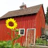 Sunflower by The Barn paint by numbers