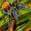 Tarantula on Leaves paint by numbers