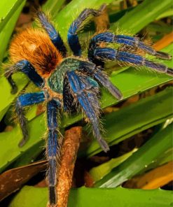 Tarantula on Leaves paint by numbers