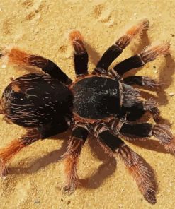 Tarantula Spider paint by numbers