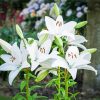 White Bright Lilies Flowers paint by numbers