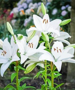 White Bright Lilies Flowers paint by numbers