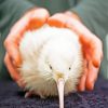 White Kiwi Bird paint by numbers