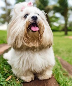 White Lhasa Apso Puppy paint by numbers