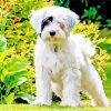 White Tibetan Terrier in Garden paint by numbers