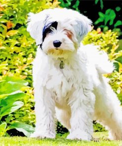 White Tibetan Terrier in Garden paint by numbers